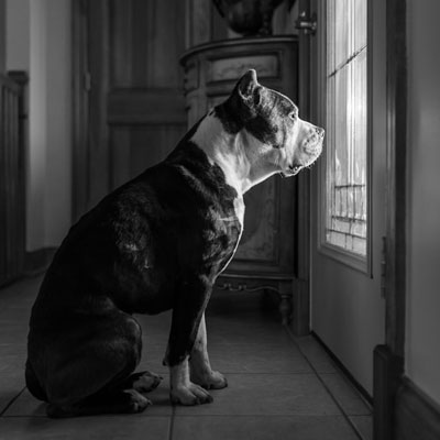 Devotion 28 Days of Prayer - Waiting - Dog waiting by a door