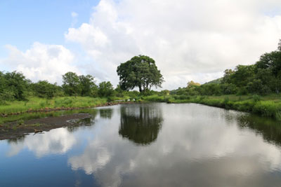 Daily Devotion - Faith Lutheran Church, Wesley Chapel, FL - Tree by water