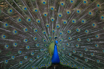 The Other Six - Faith Lutheran Church, Wesley Chapel, FL - Peacock