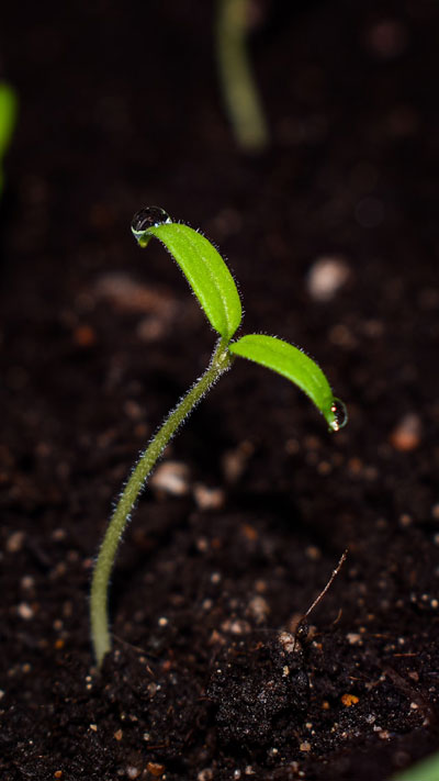 Daily Devotion - Faith Lutheran Church, Wesley Chapel, FL - Plant Sprouting