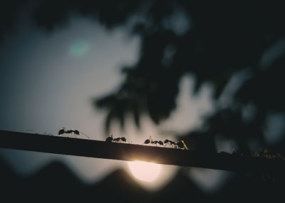 Daily Devotion - Faith Lutheran Church, Wesley Chapel, FL - Ants working