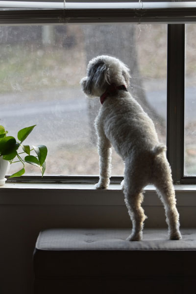 The Other Six - Faith Lutheran Church, Wesley Chapel, FL - Dog waiting