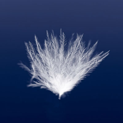 The Other Six - Faith Lutheran Church, Wesley Chapel, FL - A feather in the wind