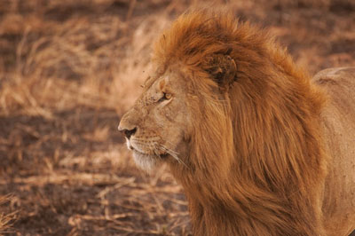 The Other Six - Faith Lutheran Church, Wesley Chapel, FL - Lion