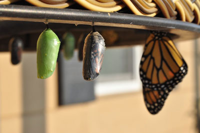 The Other Six - Faith Lutheran Church, Wesley Chapel, FL - Butterfly new creation