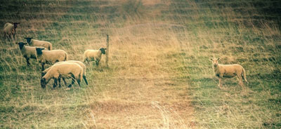 The Other Six - Faith Lutheran Church, Wesley Chapel, FL - Sheep with one left out