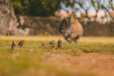 The Other Six - Faith Lutheran Church, Wesley Chapel, FL - Hen protecting her chicks